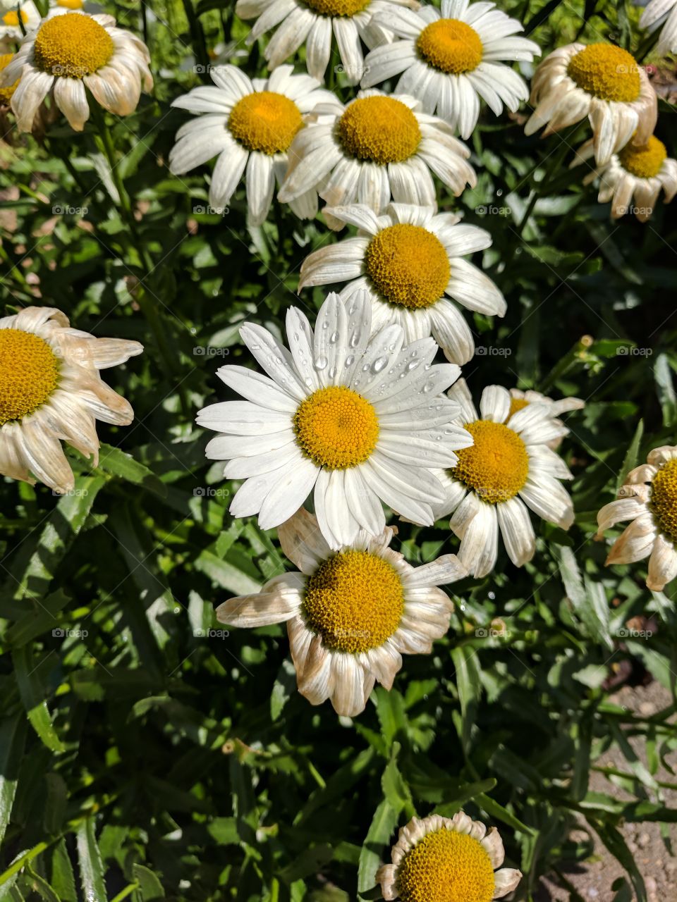 Daisies