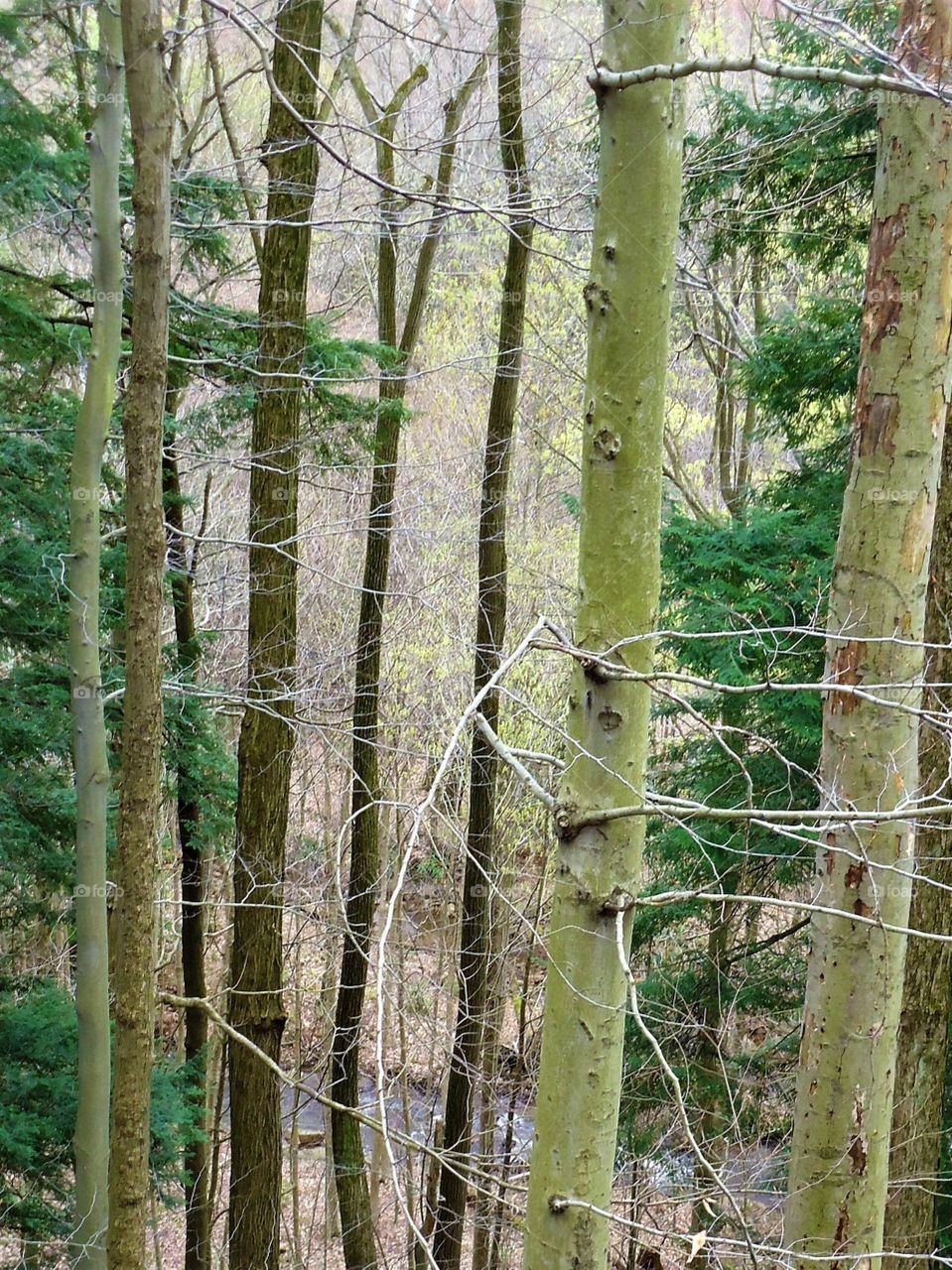 wooded scene