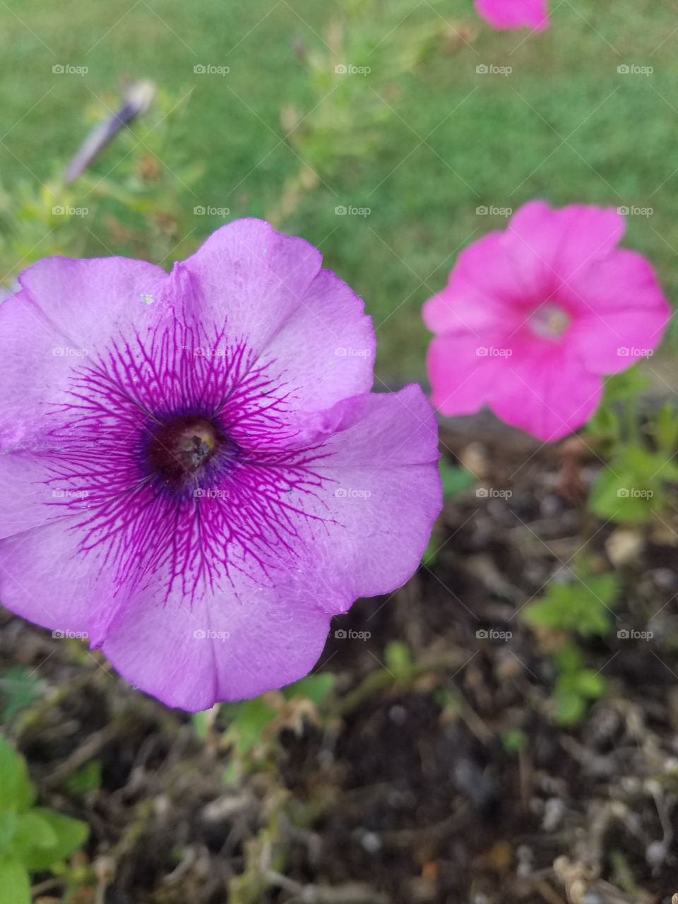 flower one purple one pink