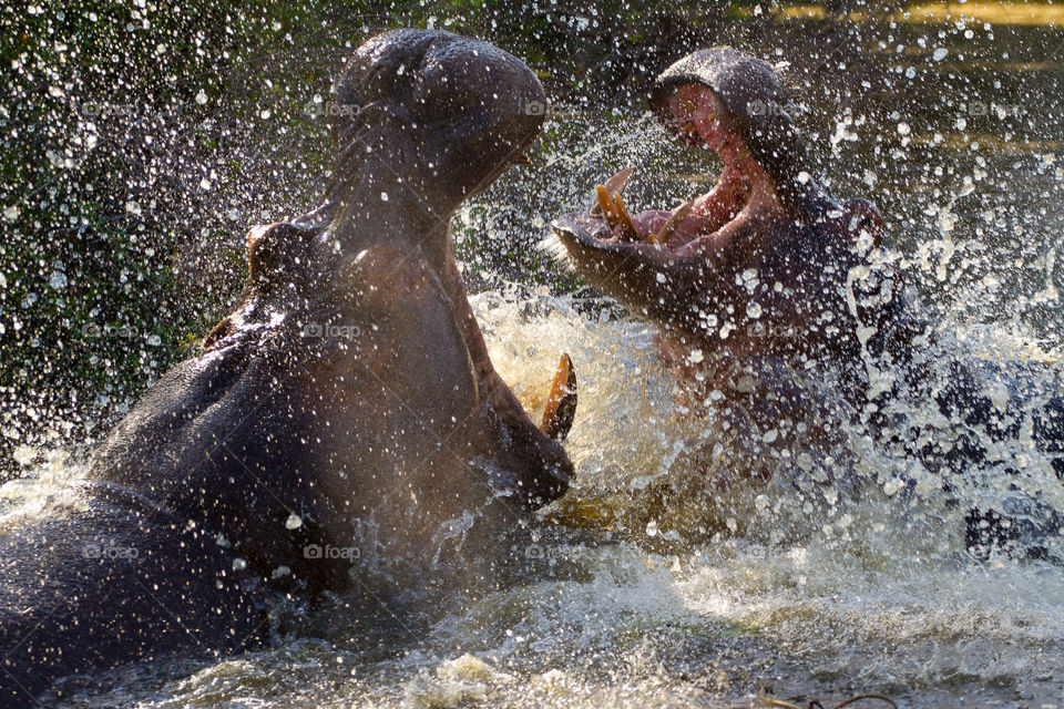Realising how strong these hippos are made me appreciate nature and it's glory so much more. Image of two male hippos fighting in the water. Image from Kruger National Park South Africa