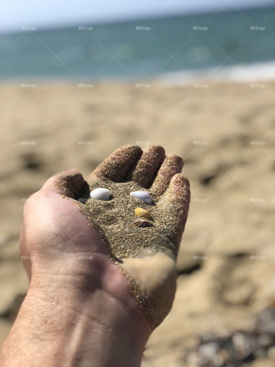 Shells in hand