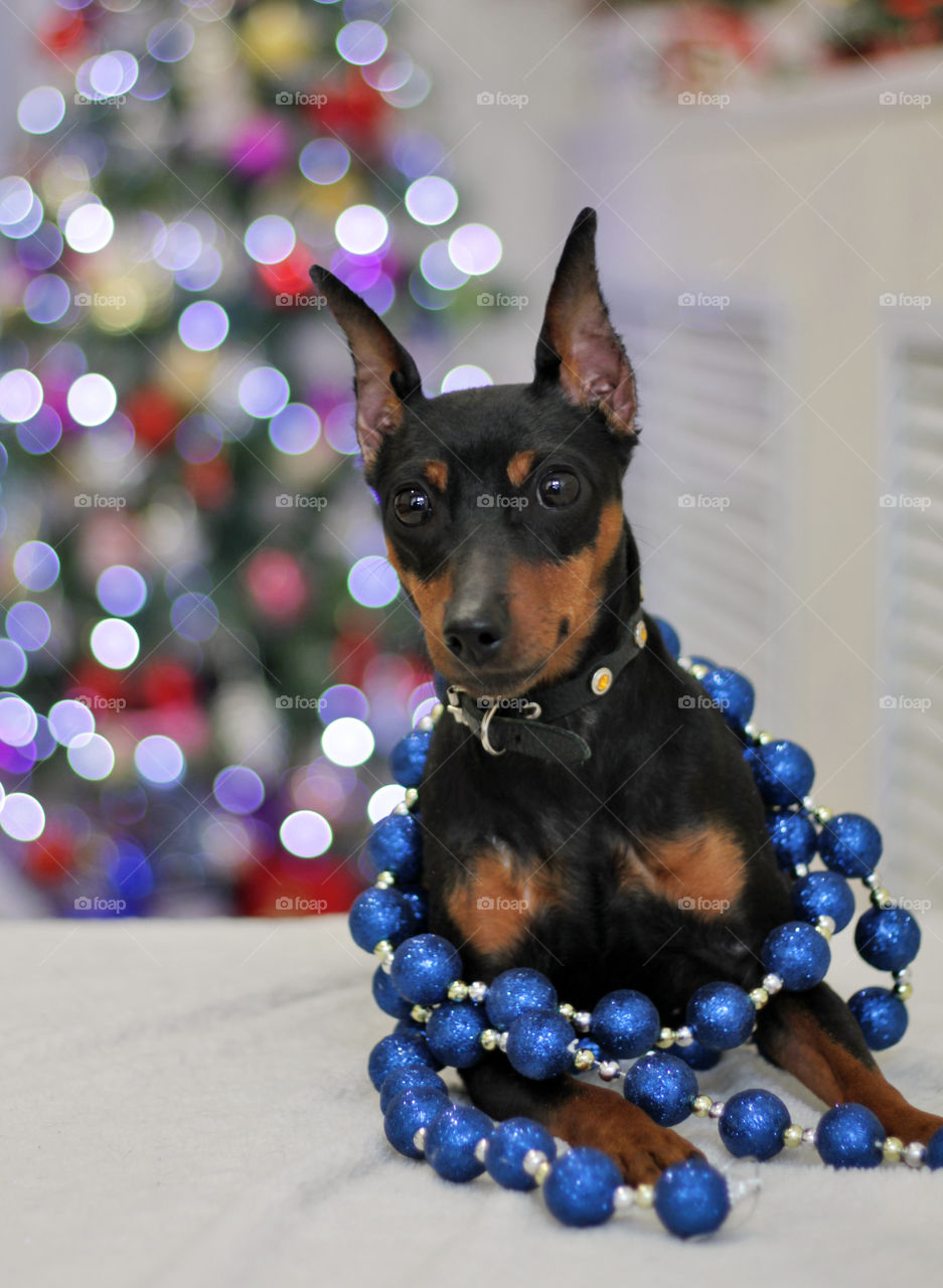 Christmas pinscher dog