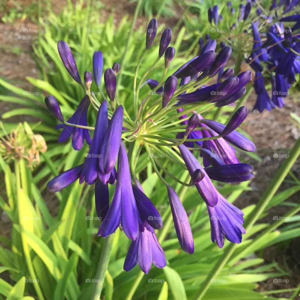 Indigo Fireworks. Lily-of-the-Nile, cultivar "Graskop," shot on the UC Berkeley campus.