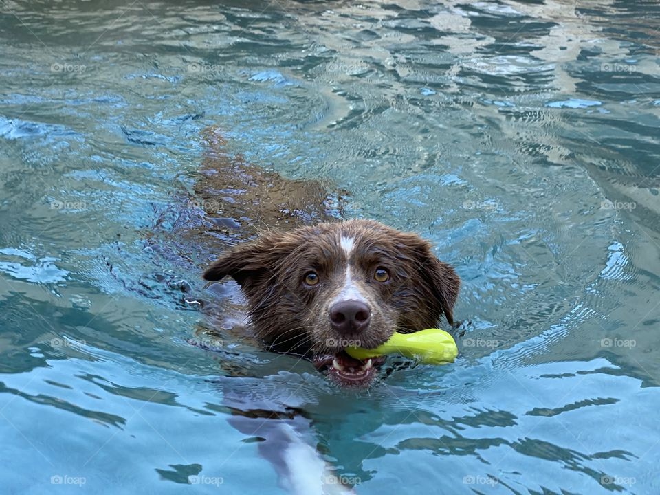 Brown and white border collie swimming in a pool 