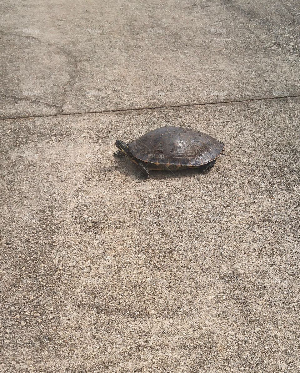 turtle crossing