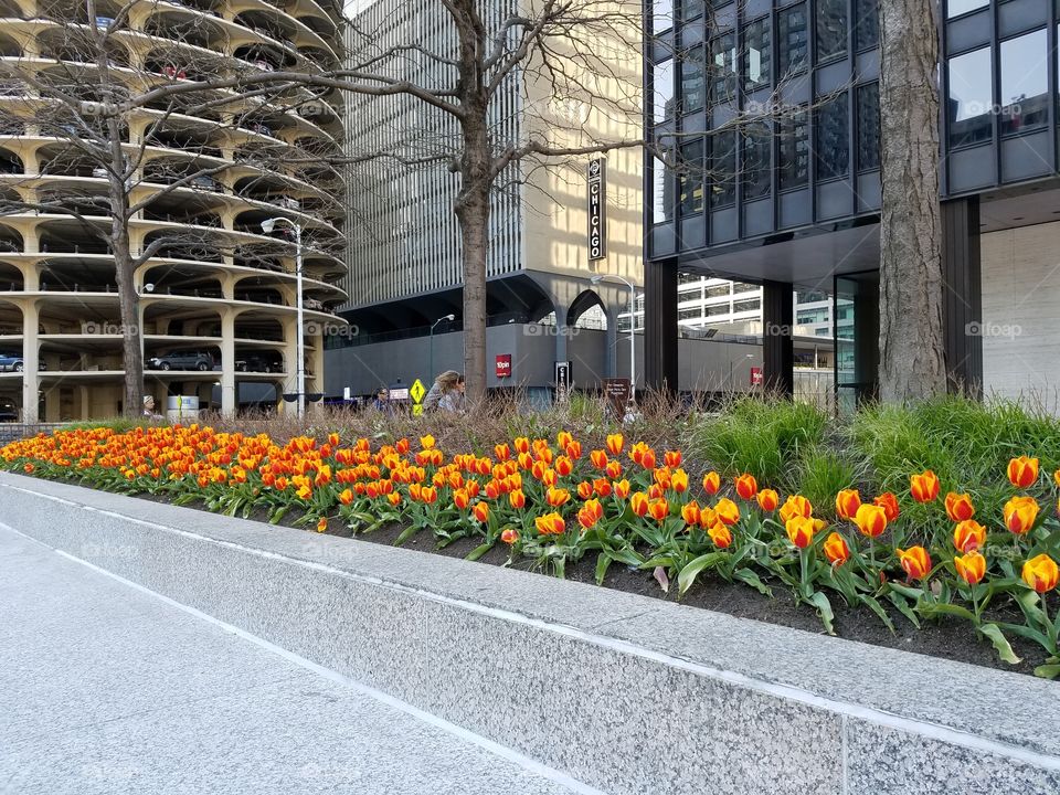 flowers in downtown Chicago