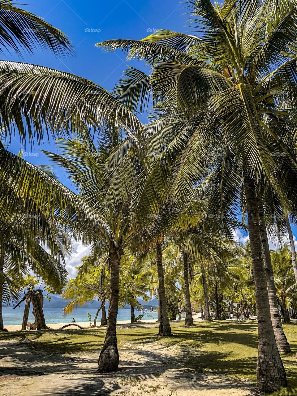 Beach plants