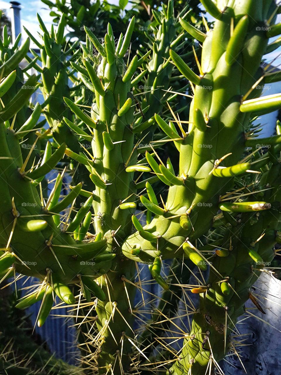 This very dangerous cactus with its razor sharp needles. flourishes in an abandoned garden.