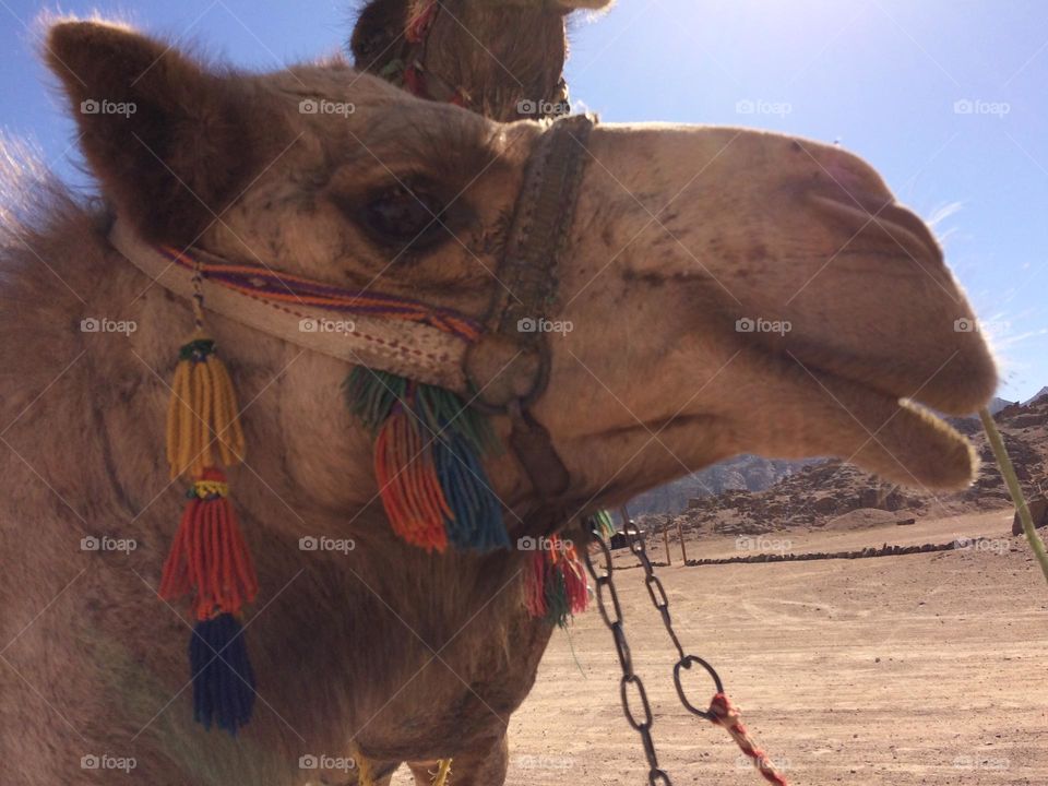 Safari trip for Urban wildlife mission