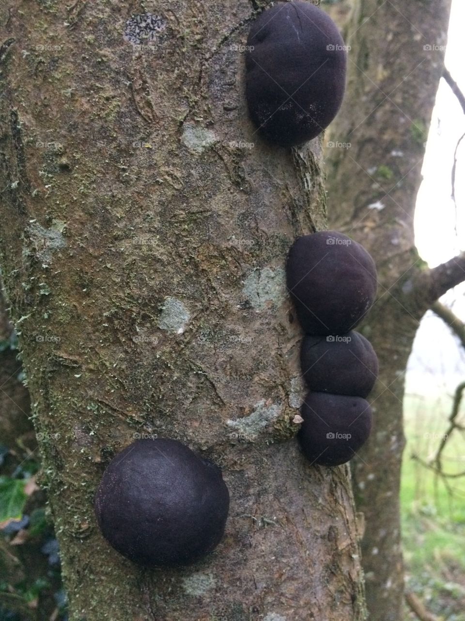 Spheroidal fungus on side of tree