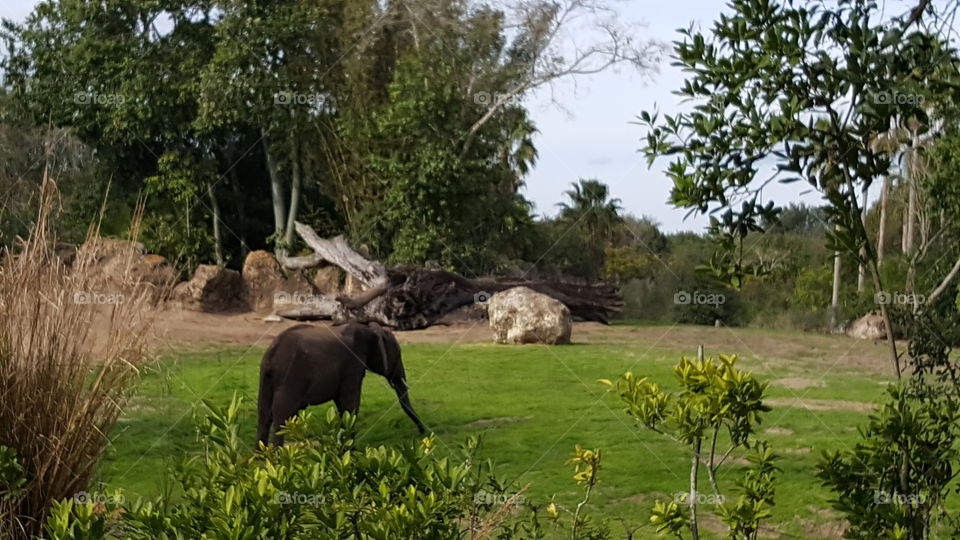 An elephant calf makes their way across the grasslands at Animal Kingdom at the Walt Disney World Resort in Orlando, Florida.