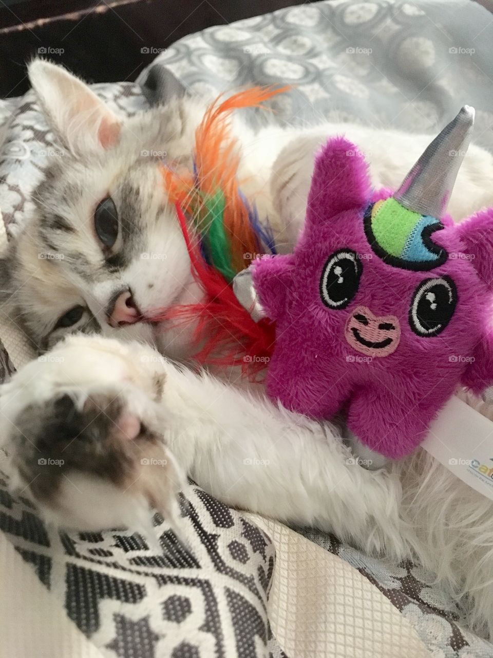 Cat and her toy