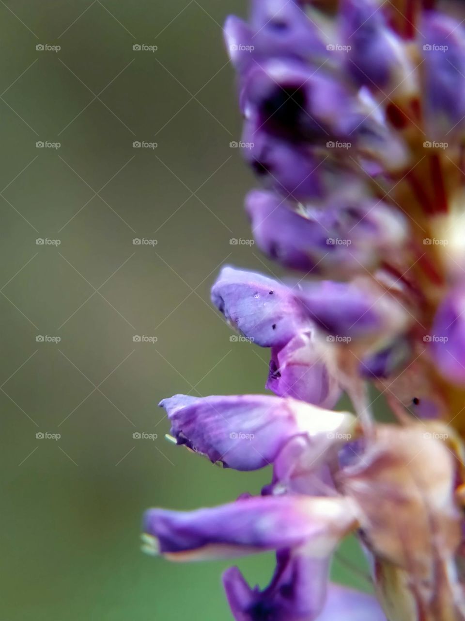 Vicia Cracca, This often occurs in disturbed habitats, including old fields and roadside ditches.