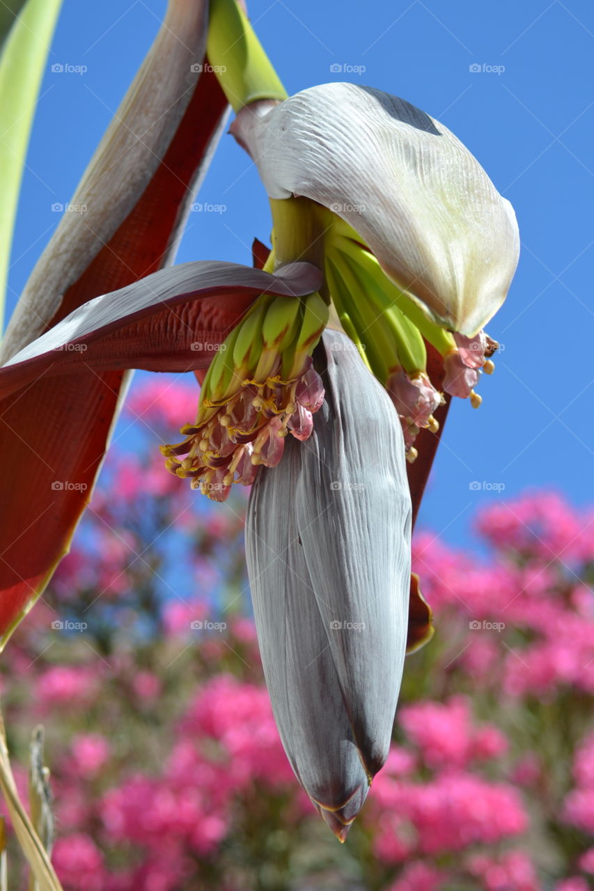 flower