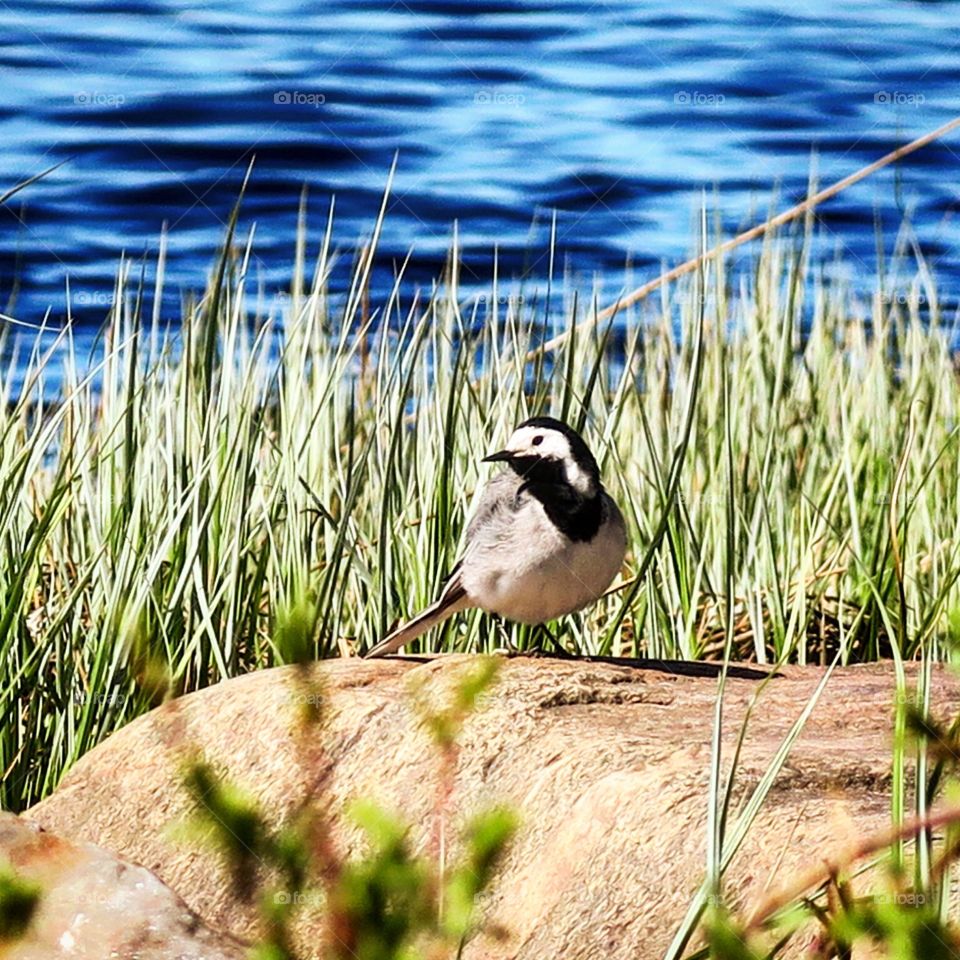 Bird  on  rock next  to  water 