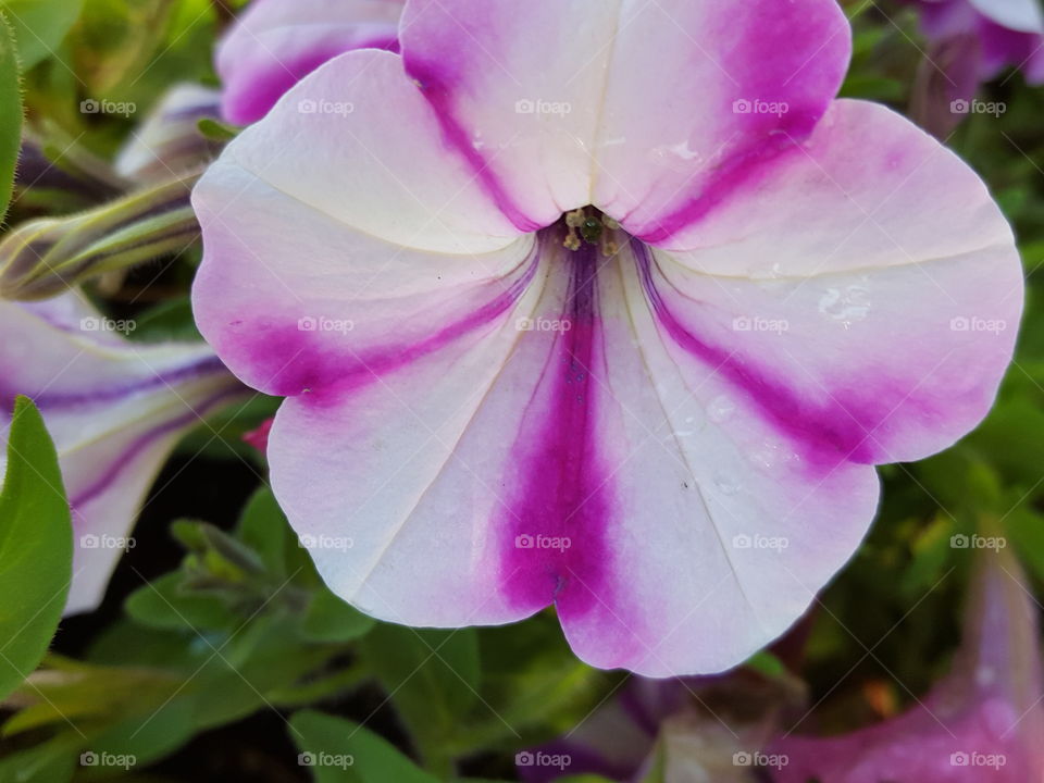 petunias