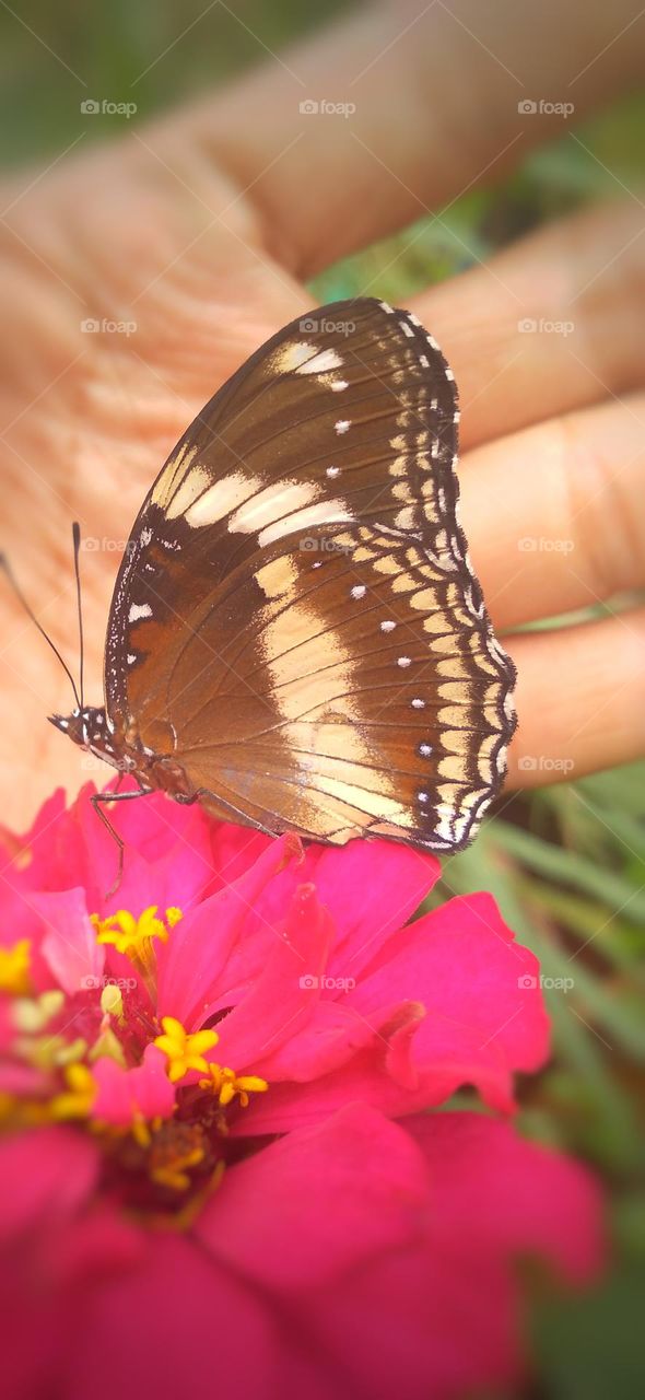 This beautiful butterfly is not afraid to be approached
