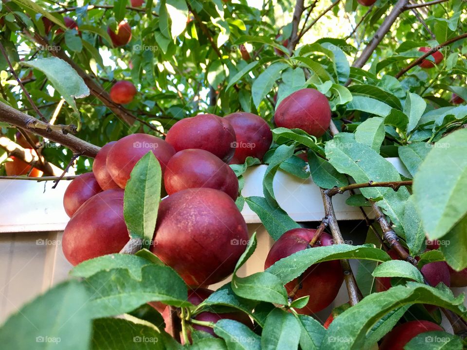 Overhanging branch of nectarine tree loaded with ripe juicy fruit ready for picking