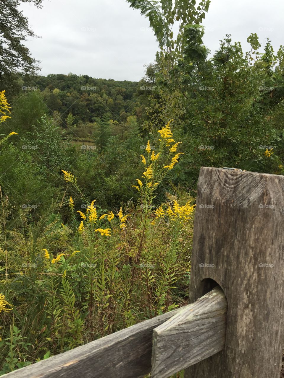 Close-up of wooden fence