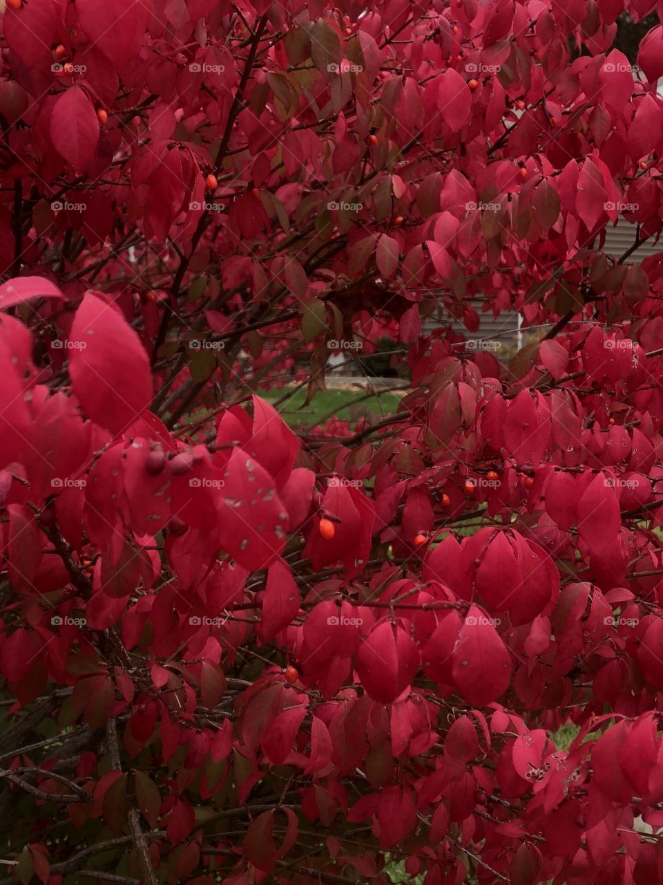Close up of a brilliant red burning bush showing its best fall colors.