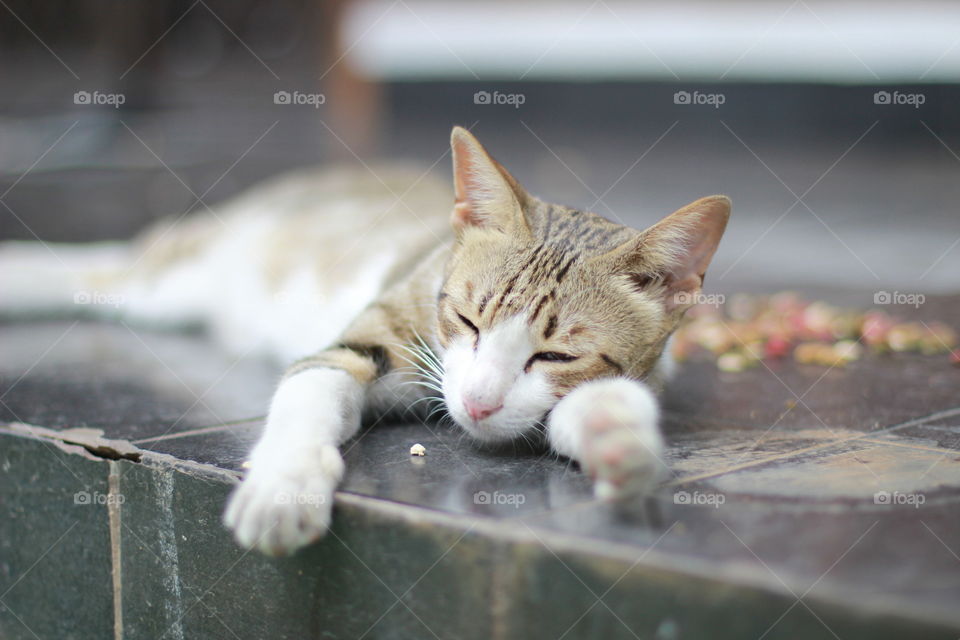 Lazy Fluffy Cat, Jakarta, Indonesia
