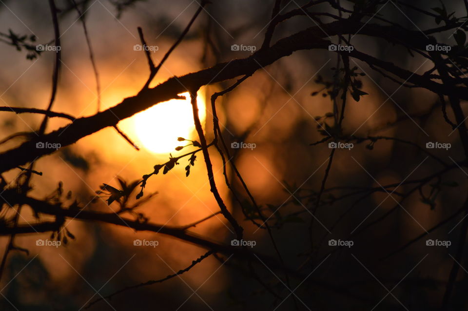 silhouette and shadow