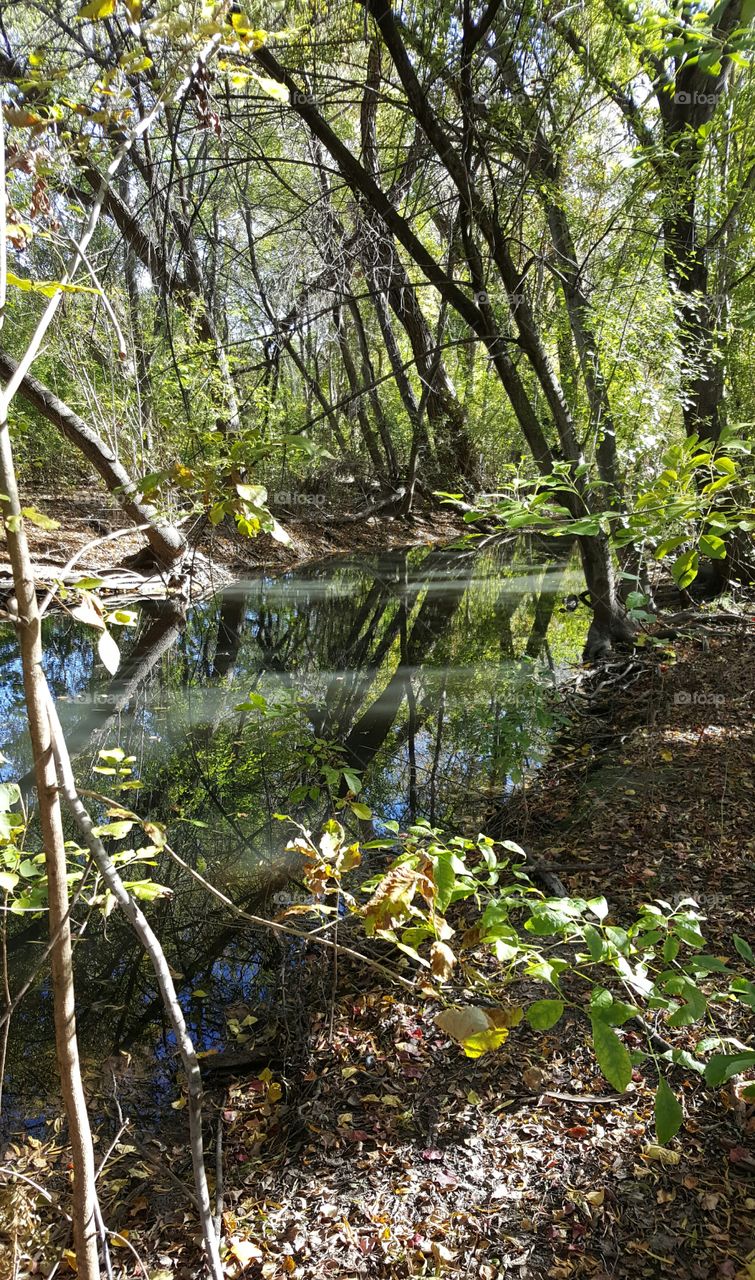 Trees Reflected in Water