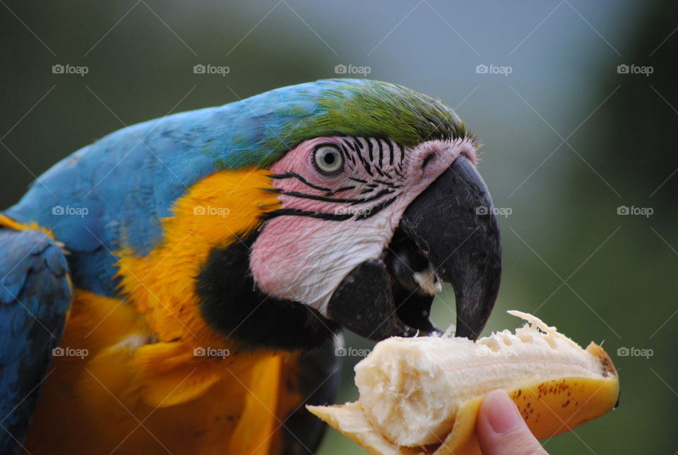 Closeup of macaw feeding on banana
