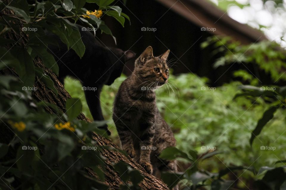 桂花树上的猫