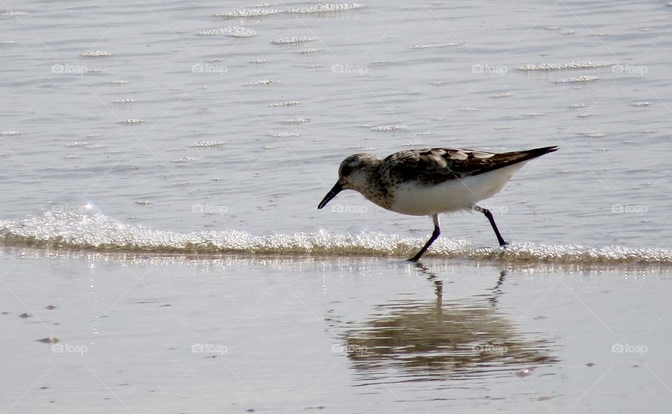 Shorebird on the hunt at the seashore