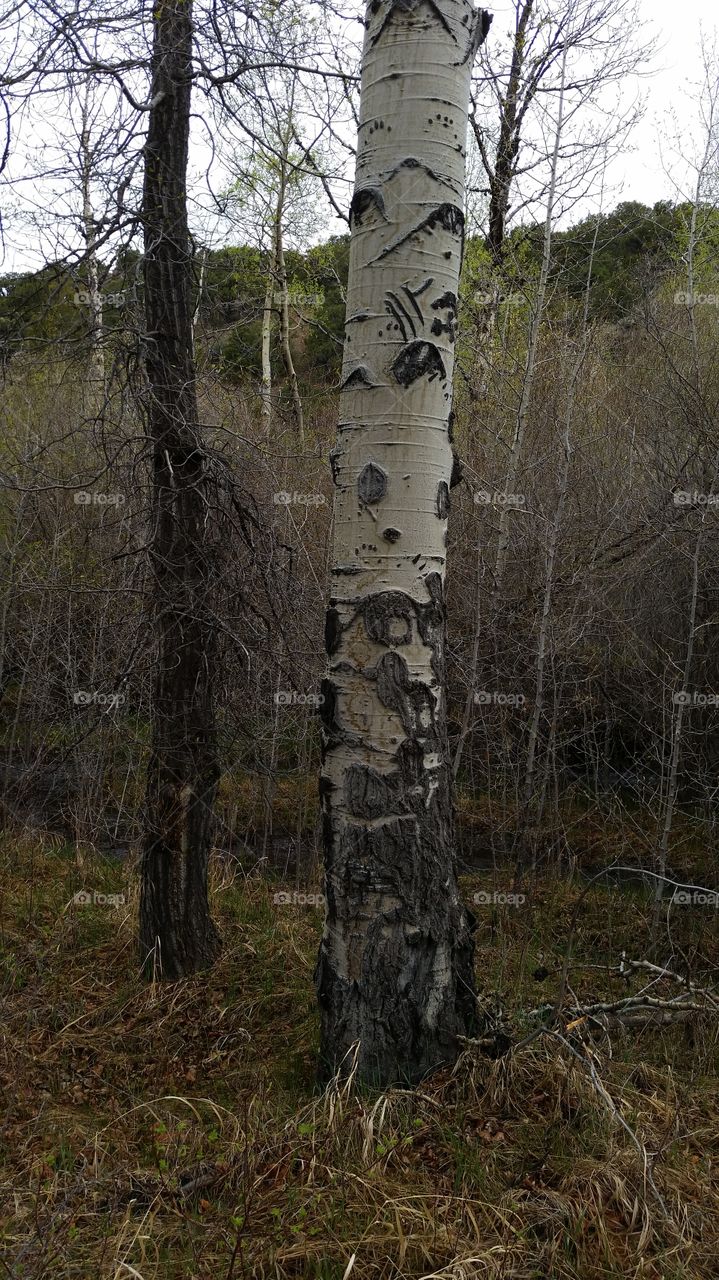 Bear claw marks on a Aspen tree in the mountains.