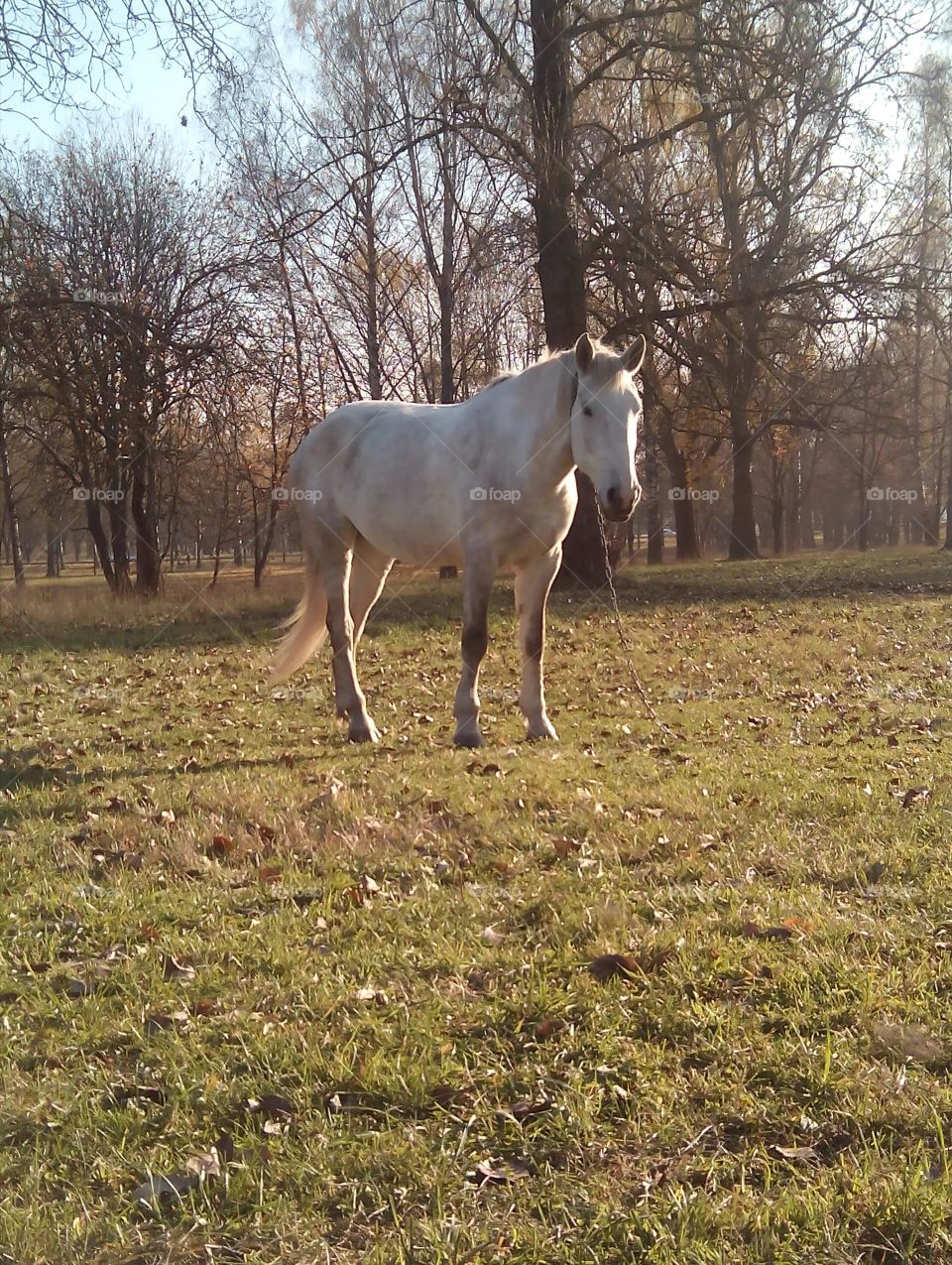 Mammal, Cavalry, Grass, No Person, Rural