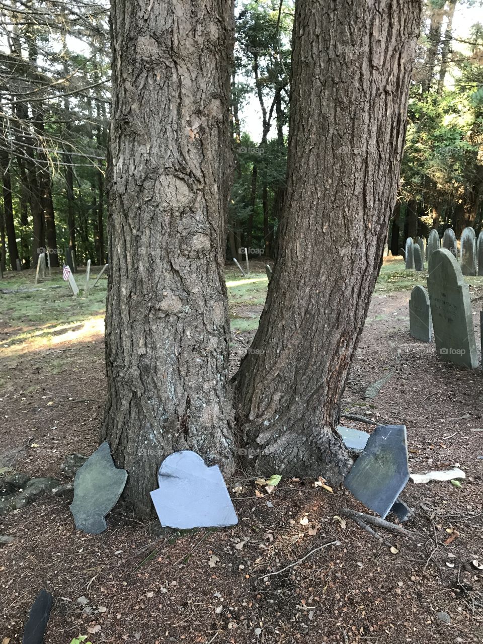 Graves at the base of a tree