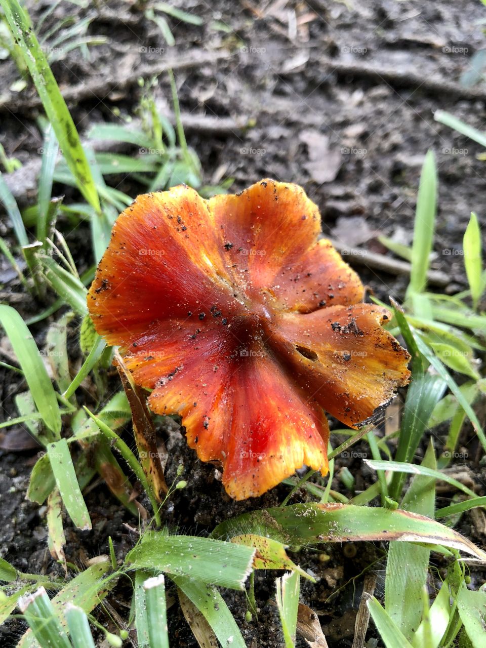 Really colorful mushroom 