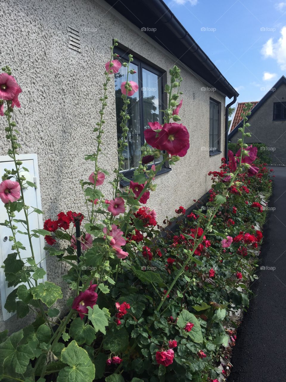 Flowers against a house wall