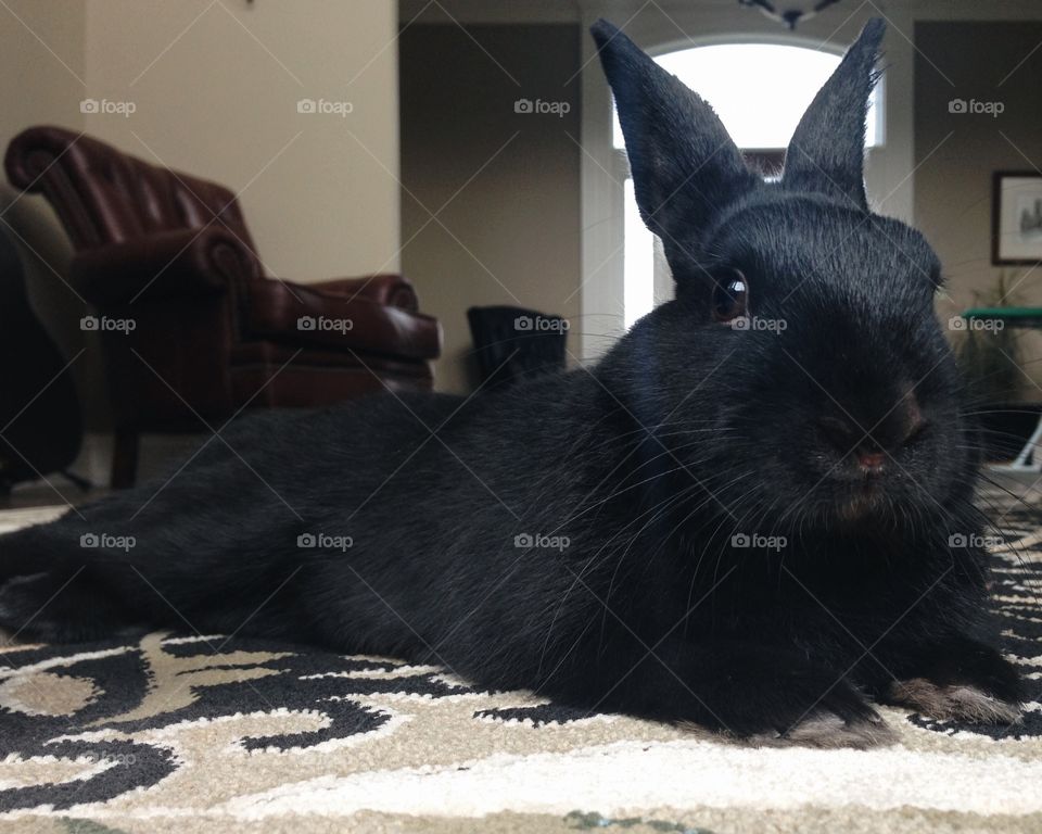 Poised Bunny 