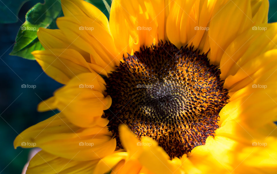 Brilliant Sunflower (helianthus annuus) closeup detail in golden hour sunlight full frame focus on stamen, pollen and petals still life beauty in nature art photography 