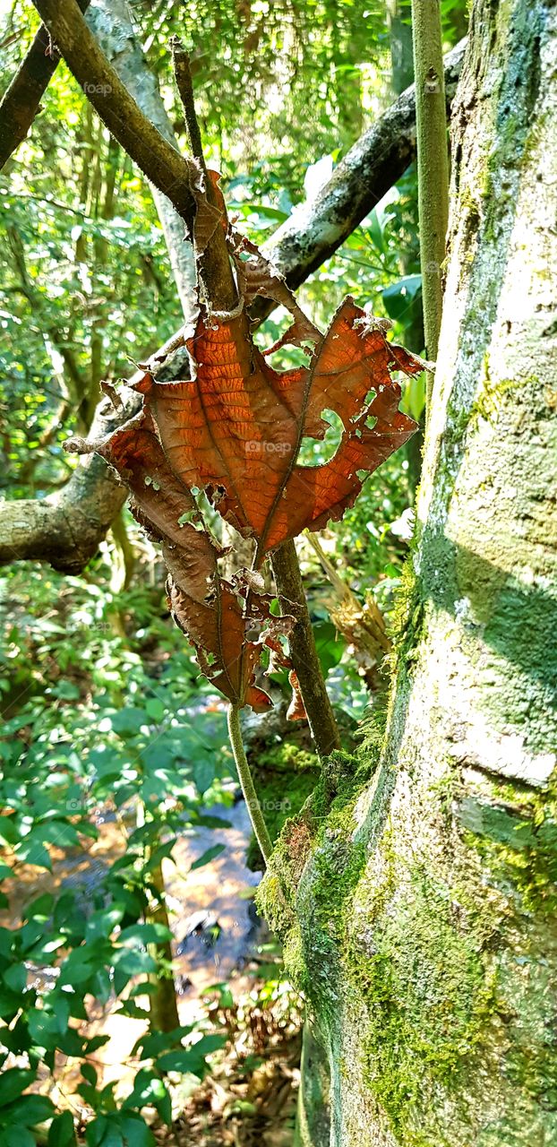 leaf, folha,  nature, natureza, forest