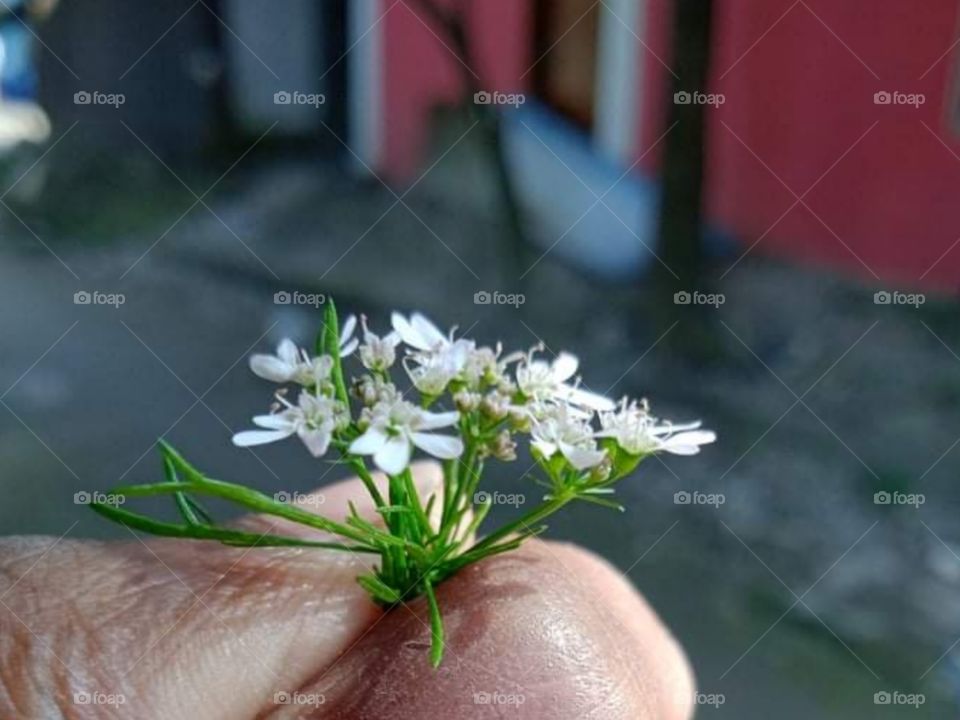 White x Green