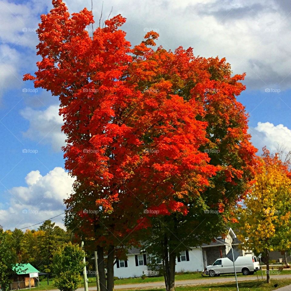 Autumn Maple tree
