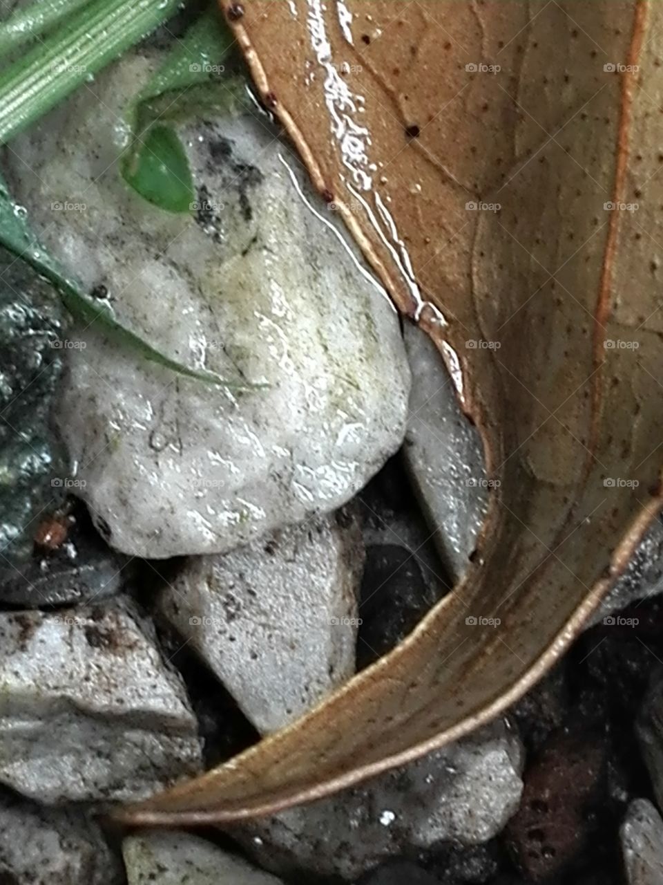 Decaying leaf