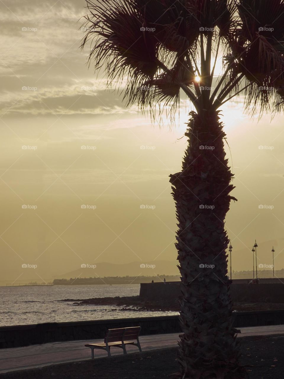 palm trees in the evening light on a promenade overlooking the sea