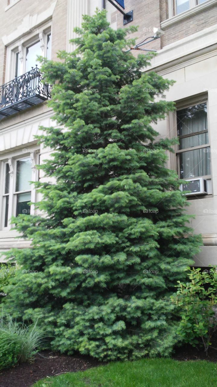 christmas tree simple