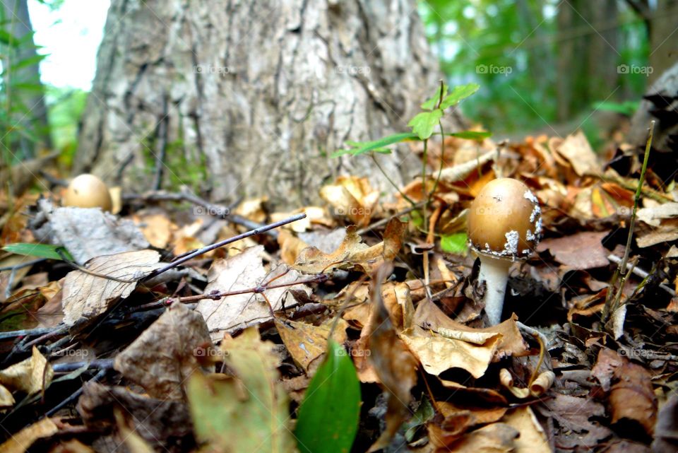 Mushroom in a forest