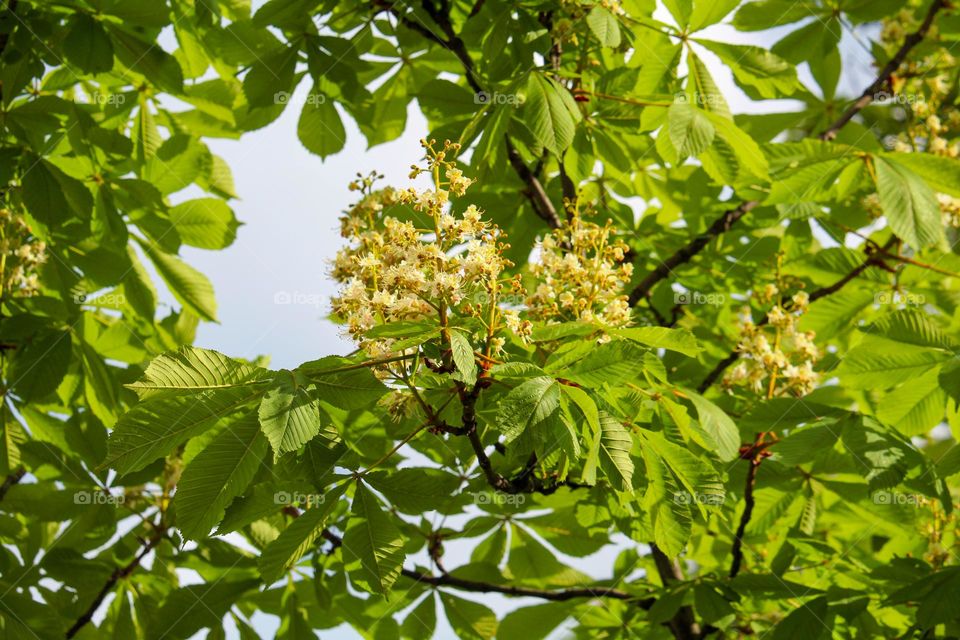 Wild chestnut blooming