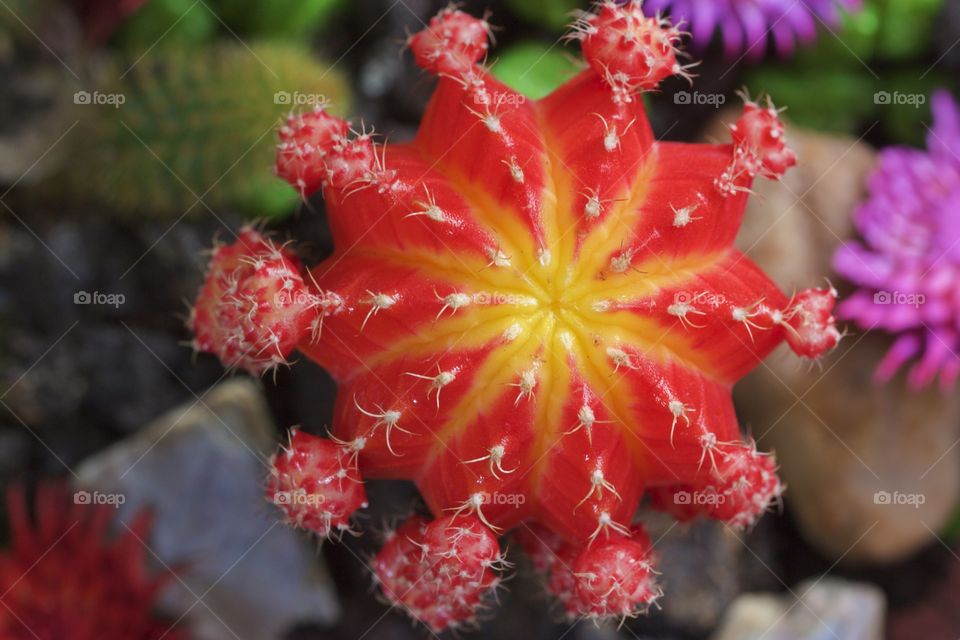 High angle view of a red cactus