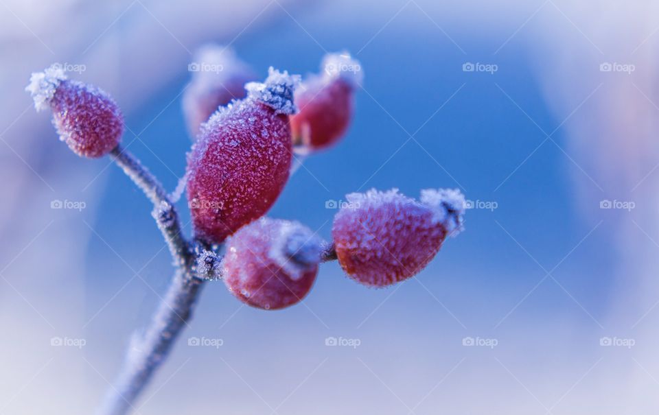 Frozen Rose hip 