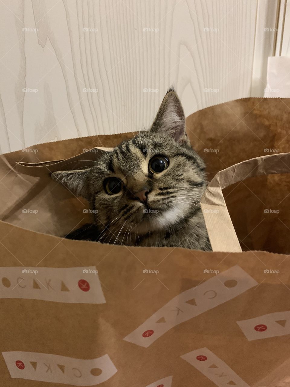 cat in the package