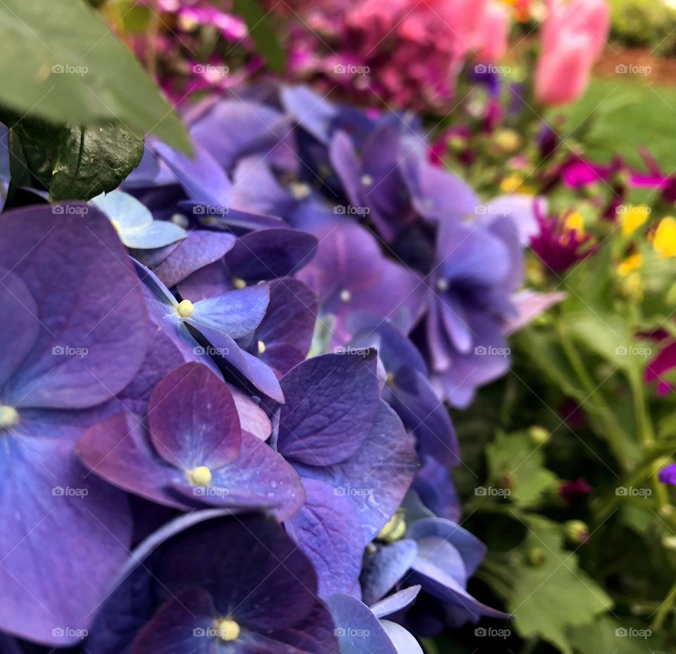 Purple beautiful flowers 