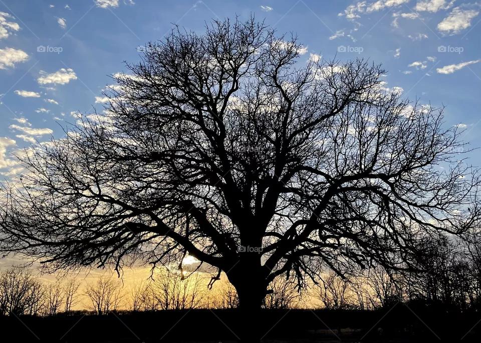 Sunset tree